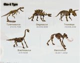 Dig Up Dinosaurs Toy T-Rex Skeleton Set,5 types provide options Kit Model  Gift - warewell